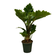 Alocasia Low Rider | ↑75 cm | Ø26 cm