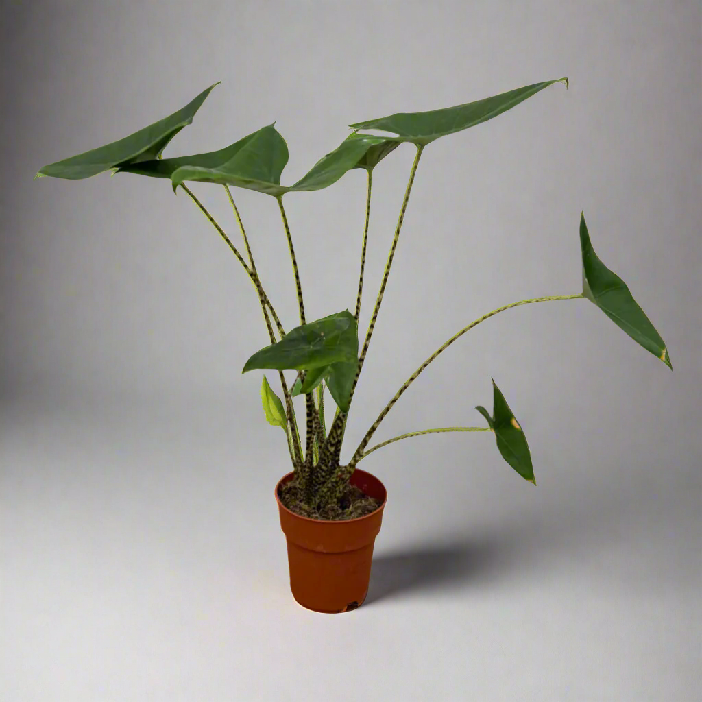 Alocasia Zebrina - 80 cm - Ø19 cm