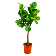 Ficus Lyrata stam | ↕160 cm | Ø30 cm