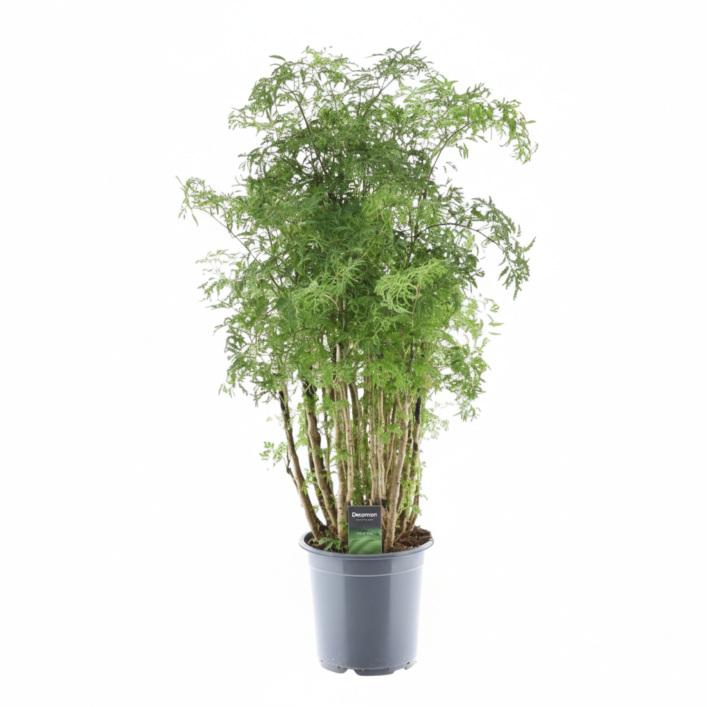 Polyscias Hawaiiana Ming | ↕100 cm | Ø24 cm