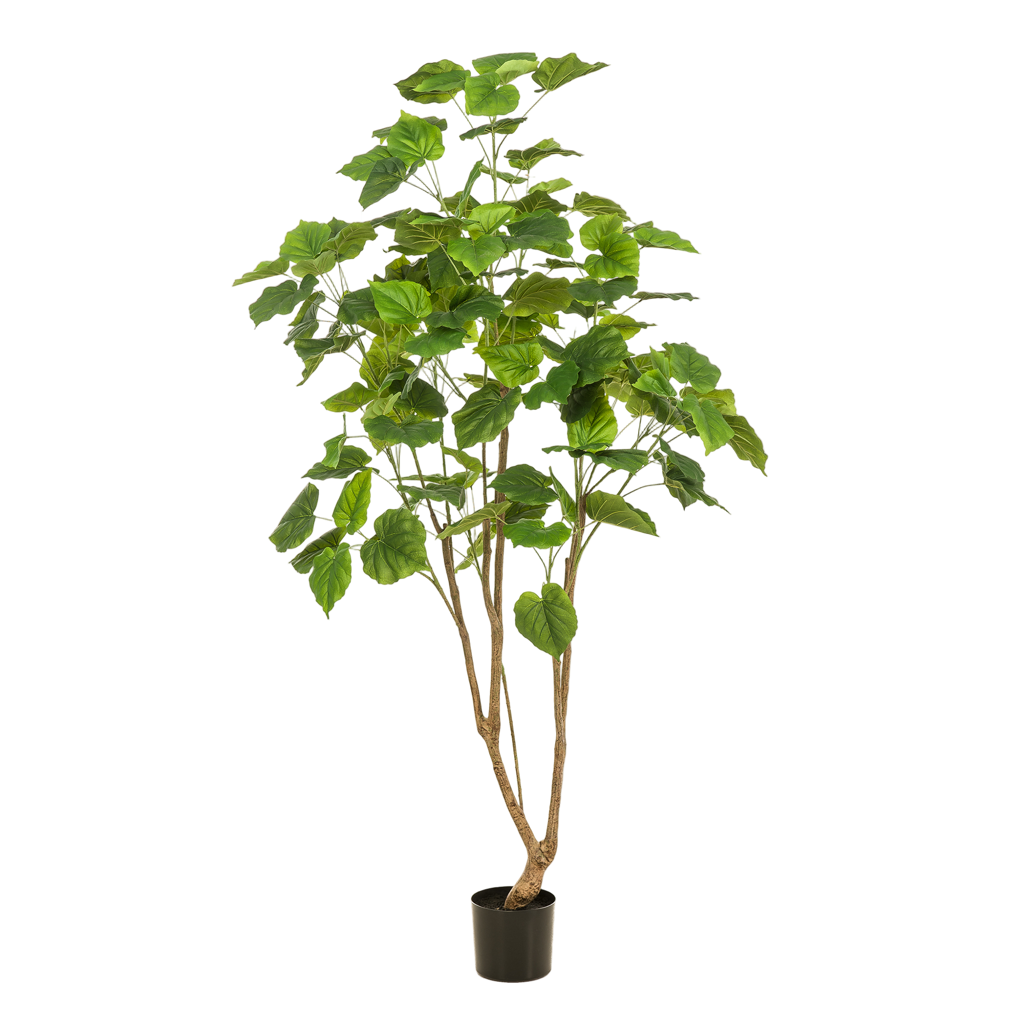 Kunstplant | Ficus Umbellate | ↕180 cm
