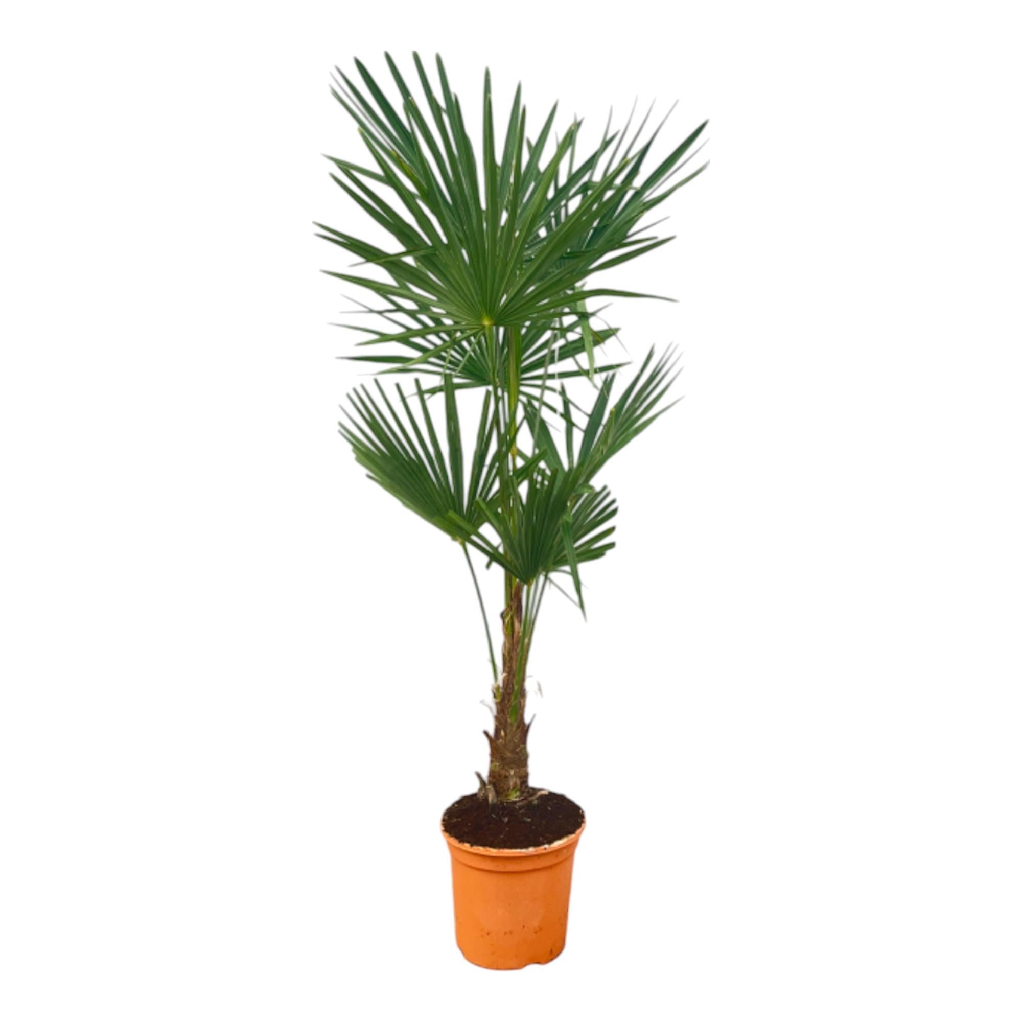 Trachycarpus Fortuneii | ↕140 cm | Ø27 cm