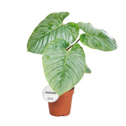 Philodendron Sodiroi | ↕45 cm | Ø15 cm