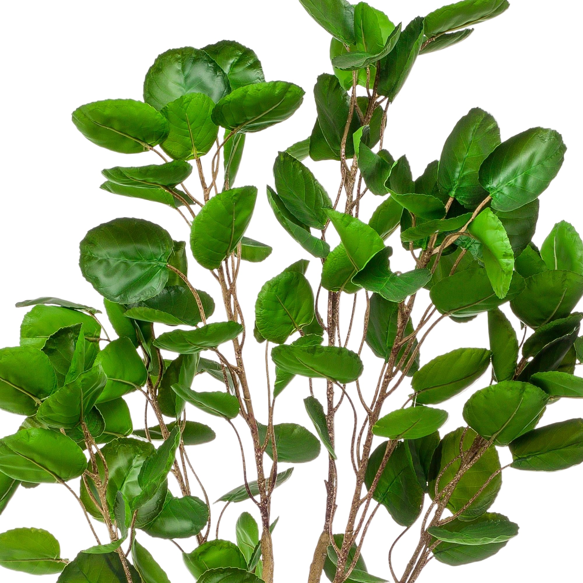 Kunstplant | Polyscias | ↕150 cm