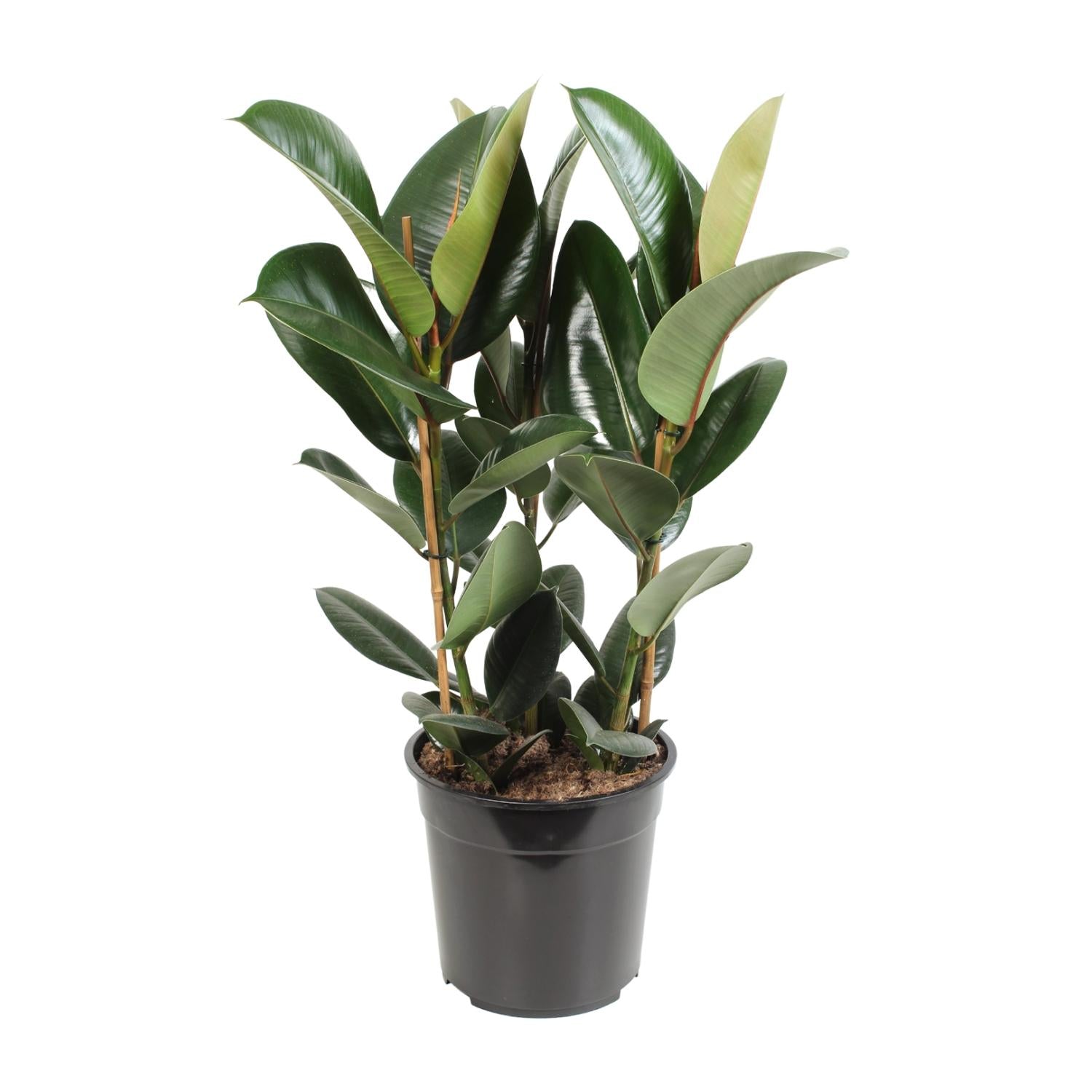 Ficus Elastica Robusta | ↕85 cm | Ø27 cm
