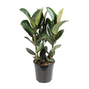 Ficus Elastica Robusta | ↕85 cm | Ø27 cm