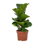 Ficus Lyrata | ↕30 cm | Ø12 cm