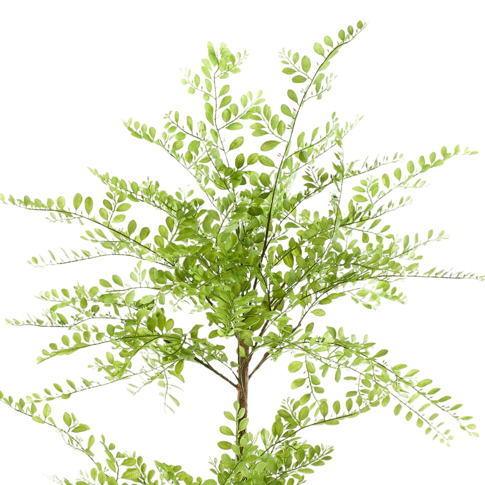 Kunstplant |  Sophora Tree | ↕140 cm