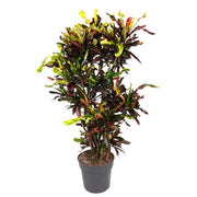 Croton Mammi vertakt | ↕120 cm | Ø31 cm