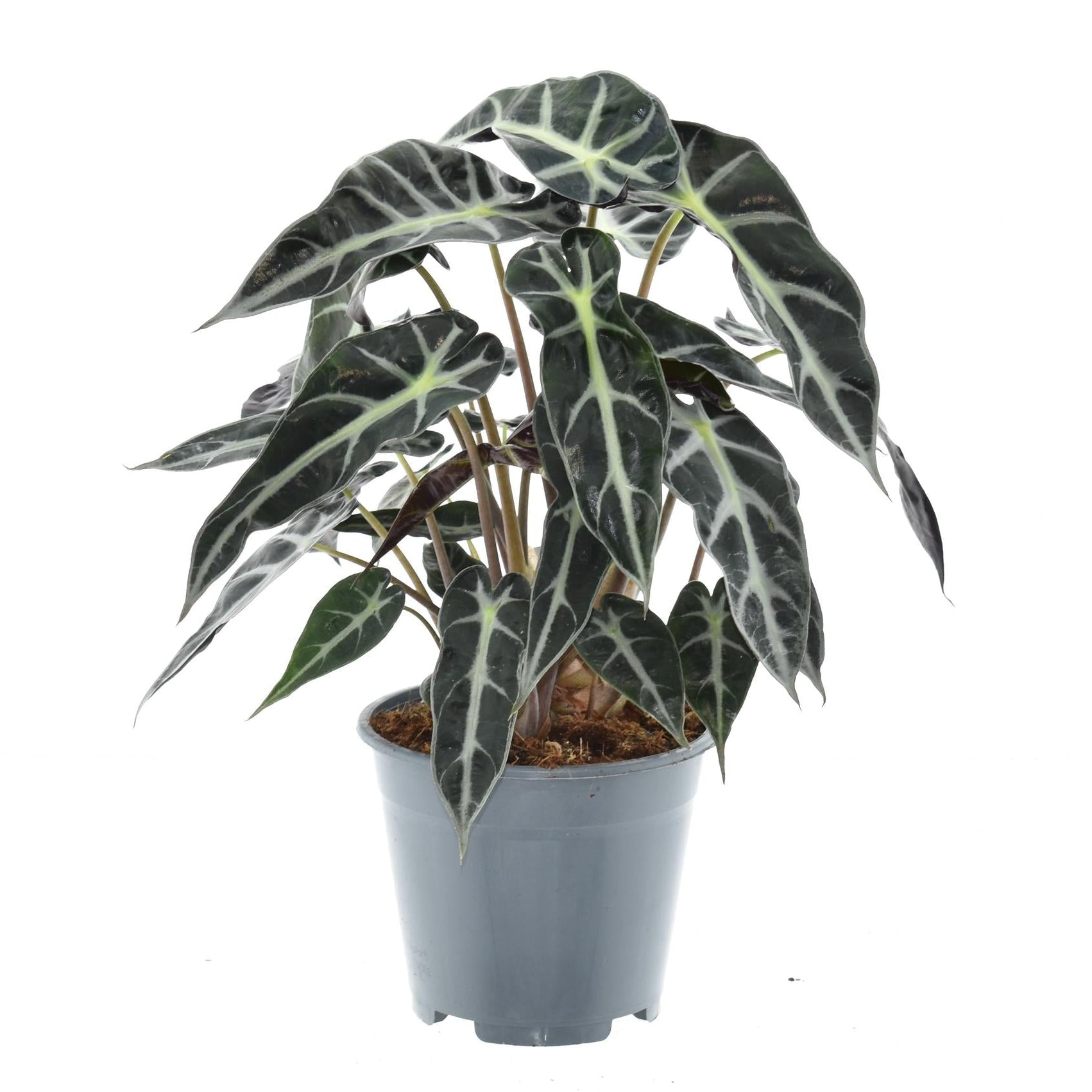 Alocasia Bambino Arrow | ↑40 cm | Ø14 cm