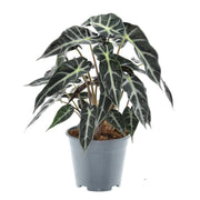 Alocasia Bambino Arrow | ↑40 cm | Ø14 cm