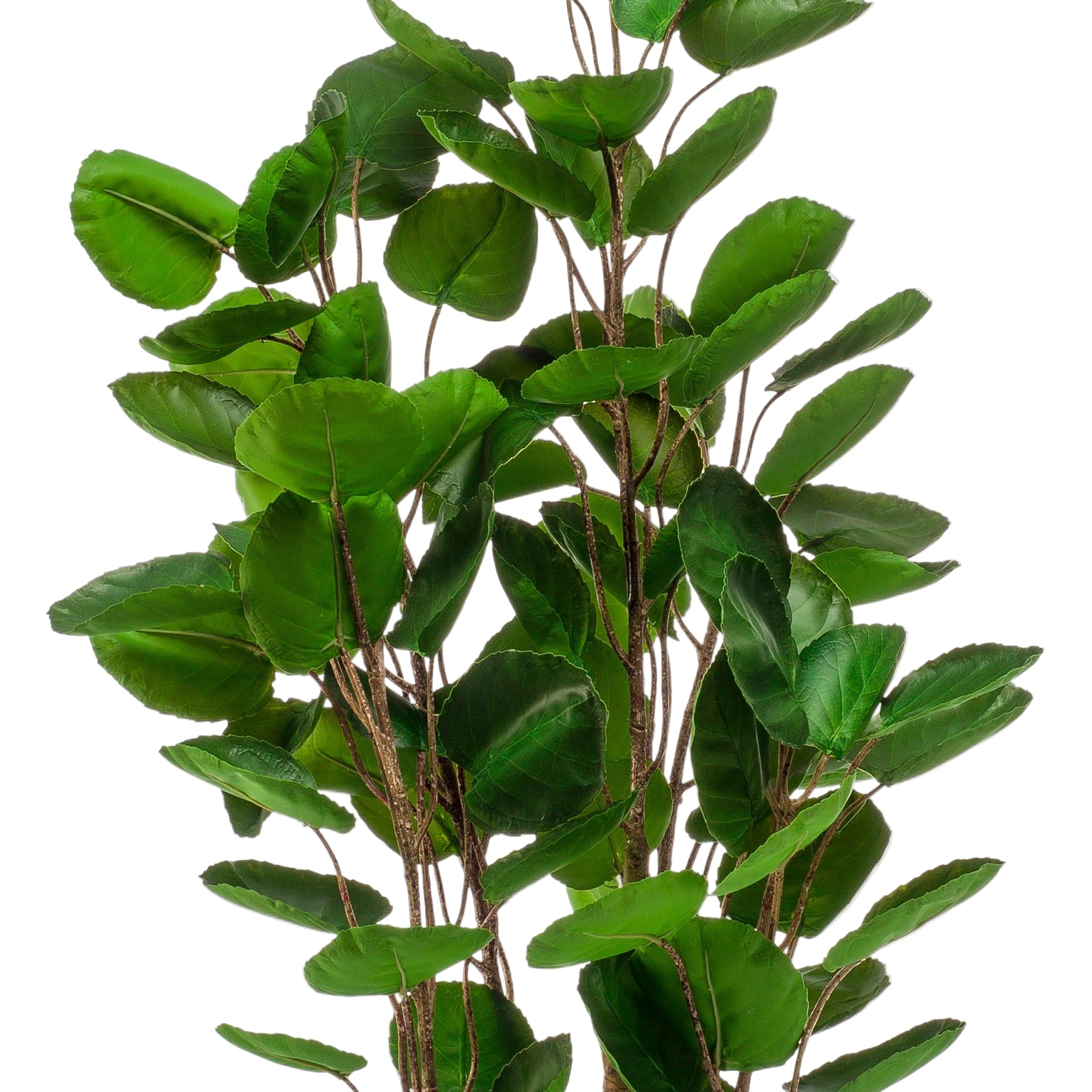 Kunstplant | Polyscias | ↕105 cm