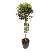 Ligustrum Delavayanum | ↕90 cm | Ø19 cm