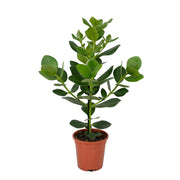 Clusia Rosea Princess | ↕60 cm | Ø17 cm