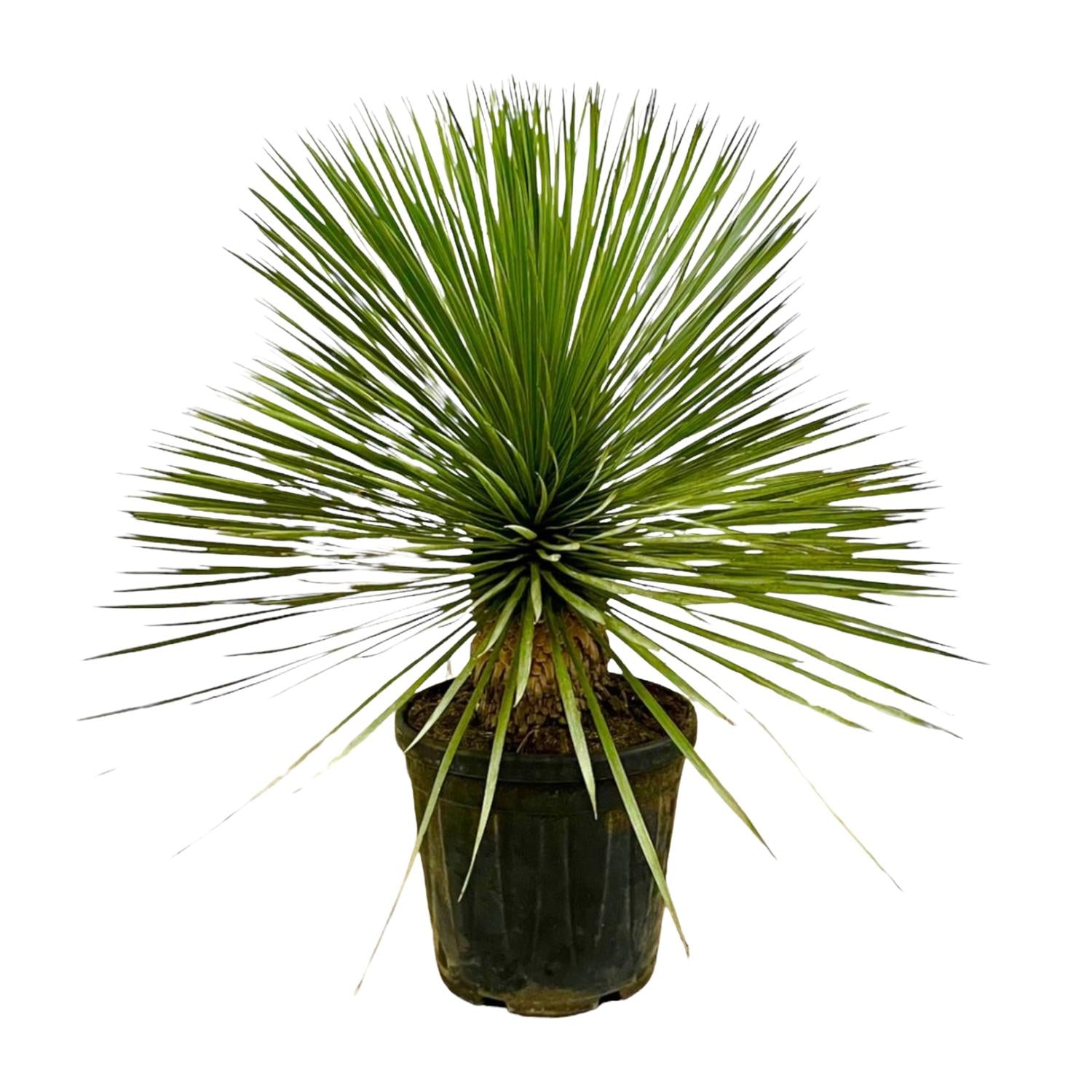 Yucca Rostrata Op Stam | ↕70 cm | Ø27 cm
