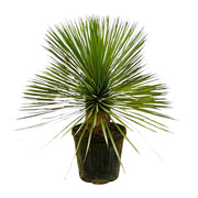 Yucca Rostrata Op Stam | ↕70 cm | Ø27 cm