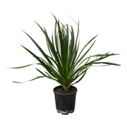 Dracaena Draco | ↕100 cm | Ø24 cm