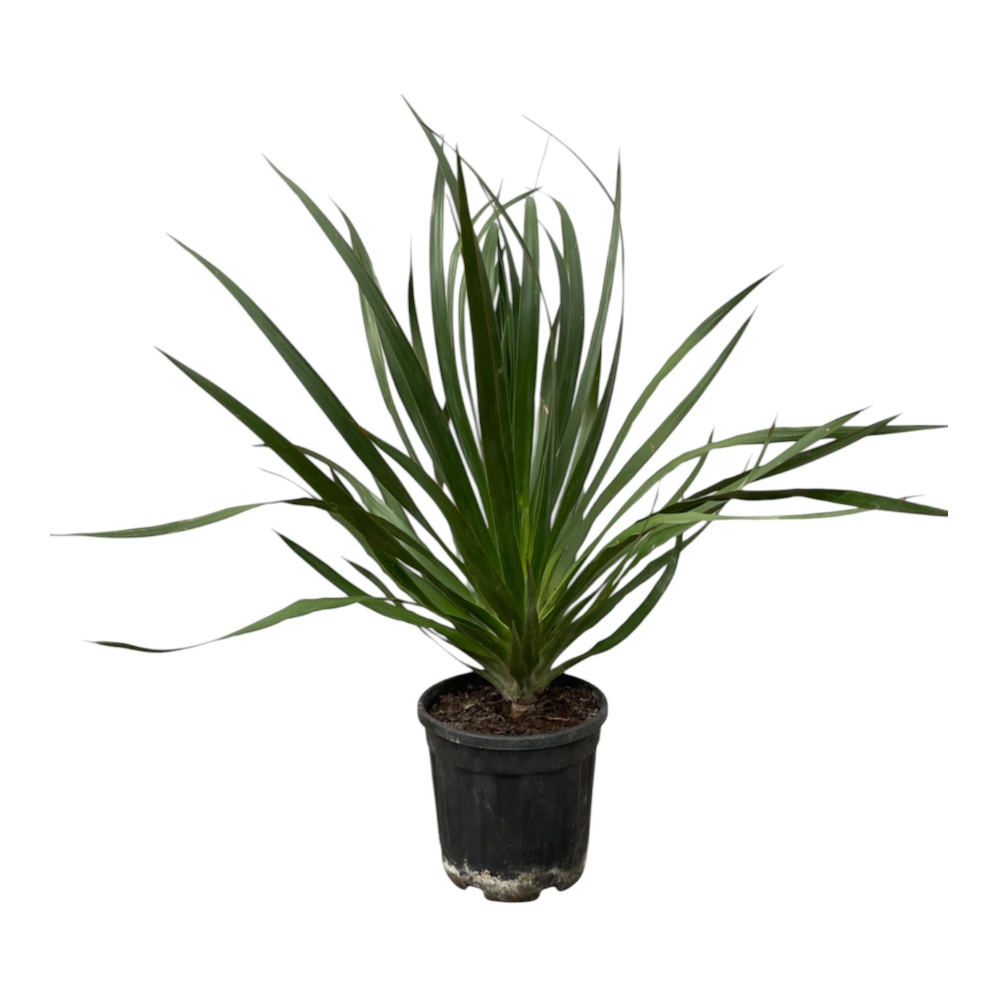 Dracaena Draco | ↕100 cm | Ø24 cm