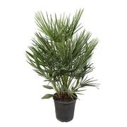 Chamaerops Humilis | ↕100 cm | Ø21 cm