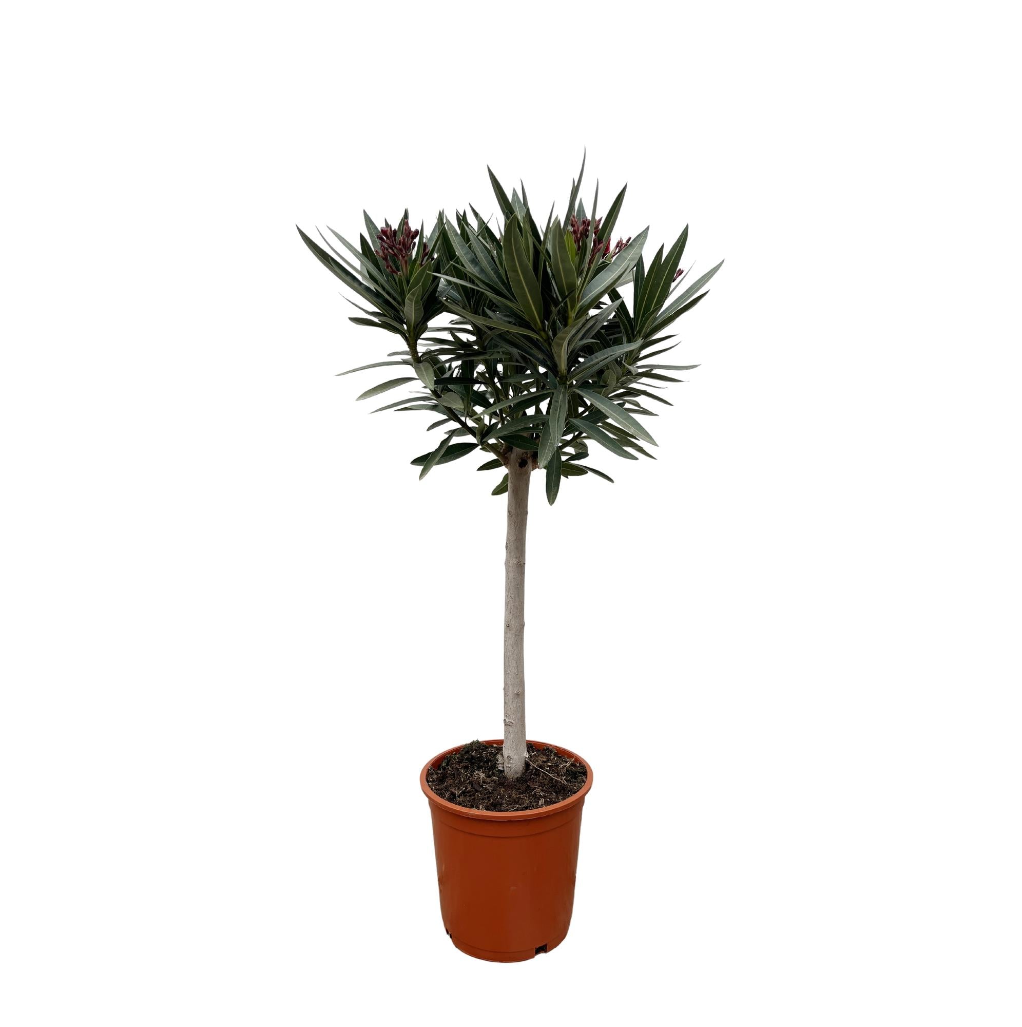 Nerium Oleander Op Stam - Roze Bloem | ↕90 cm | Ø22 cm