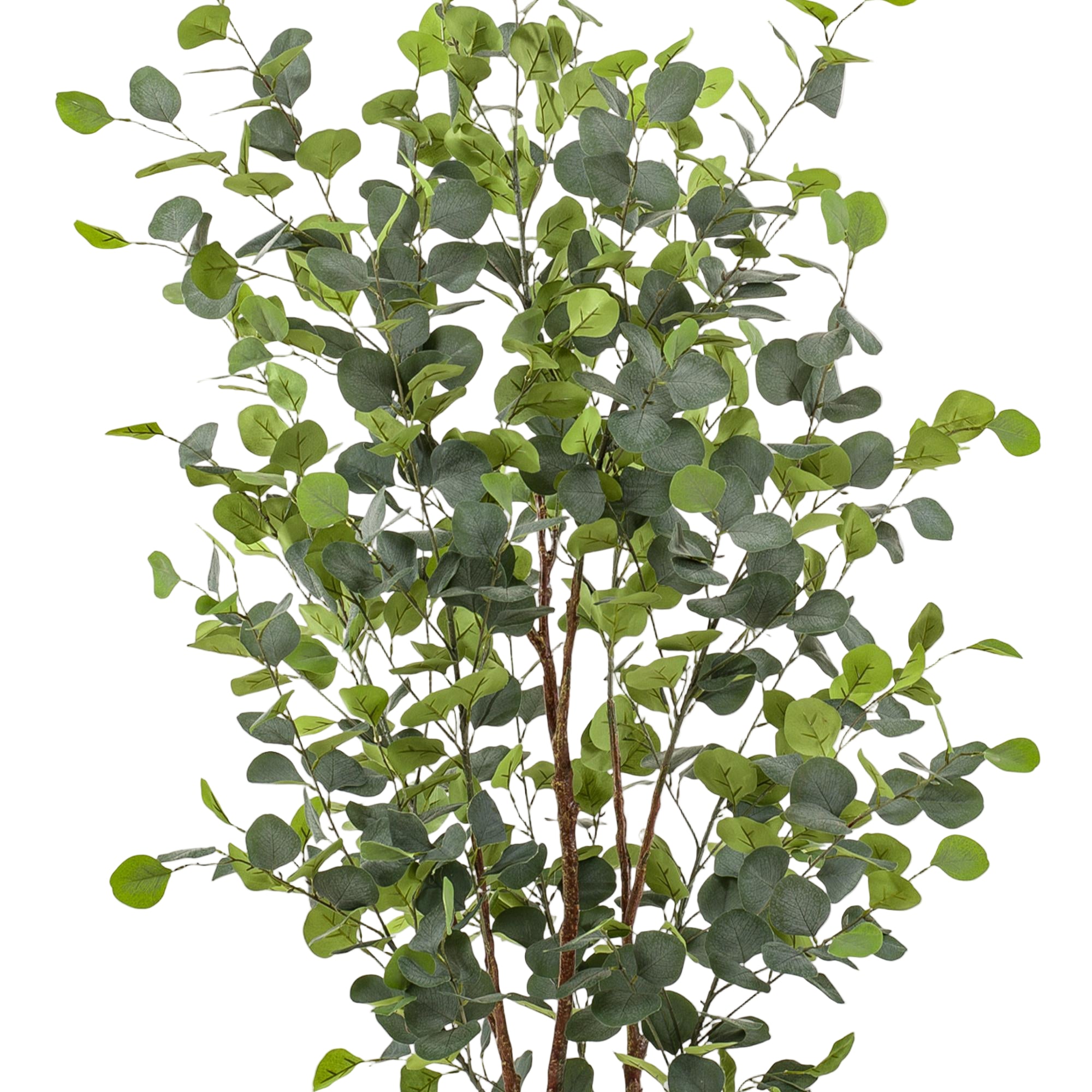 Kunstplant | Eucalyptus | ↕140 cm