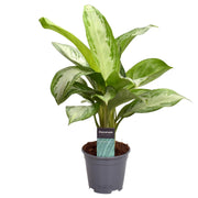 Aglaonema Silver Bay Decorum | ↑40 cm | Ø14 cm
