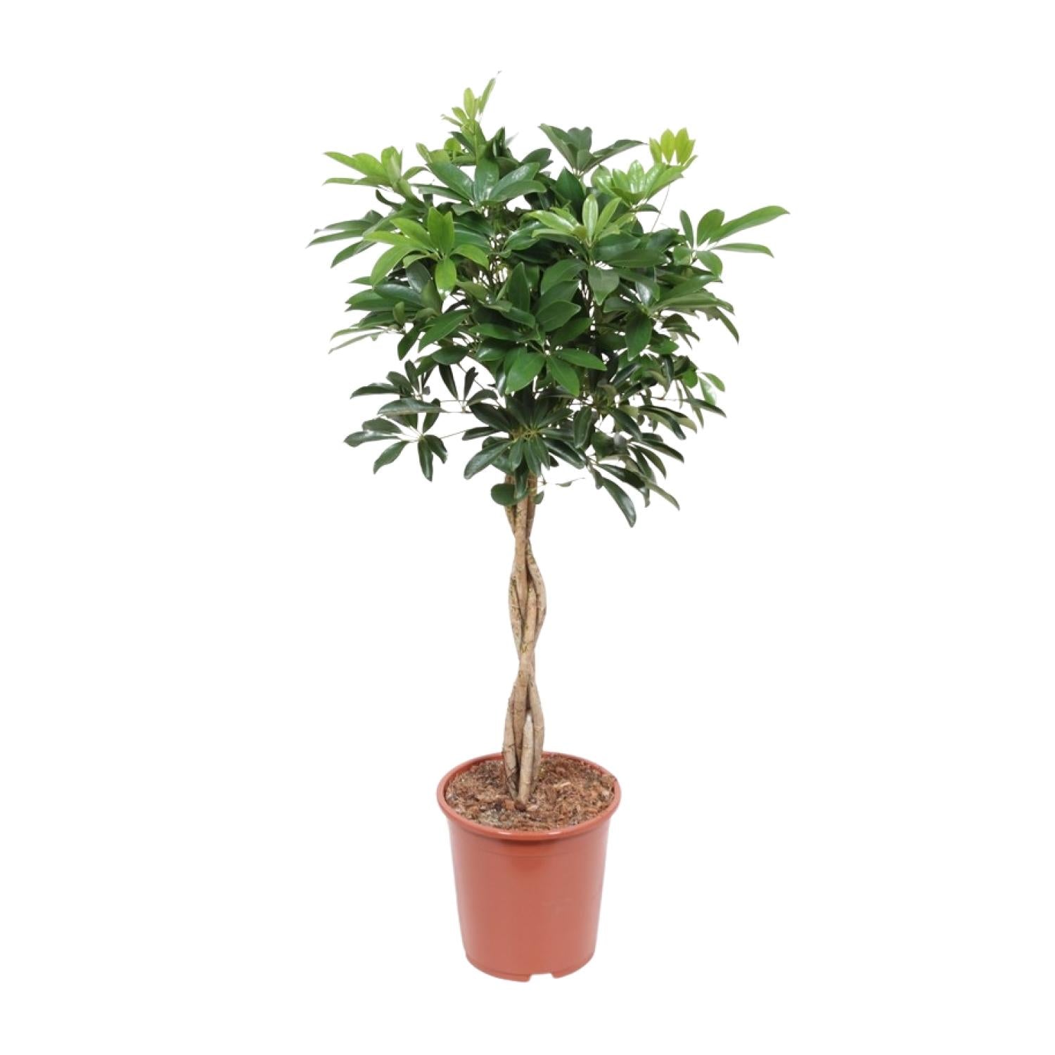 Schefflera Arboricola Compacta | ↑120 cm | Ø27 cm