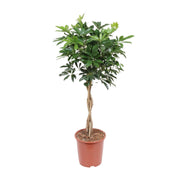 Schefflera Arboricola Compacta | ↑120 cm | Ø27 cm