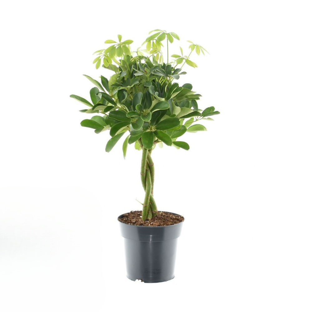 Schefflera Compacta Nora | ↕60 cm | Ø17 cm