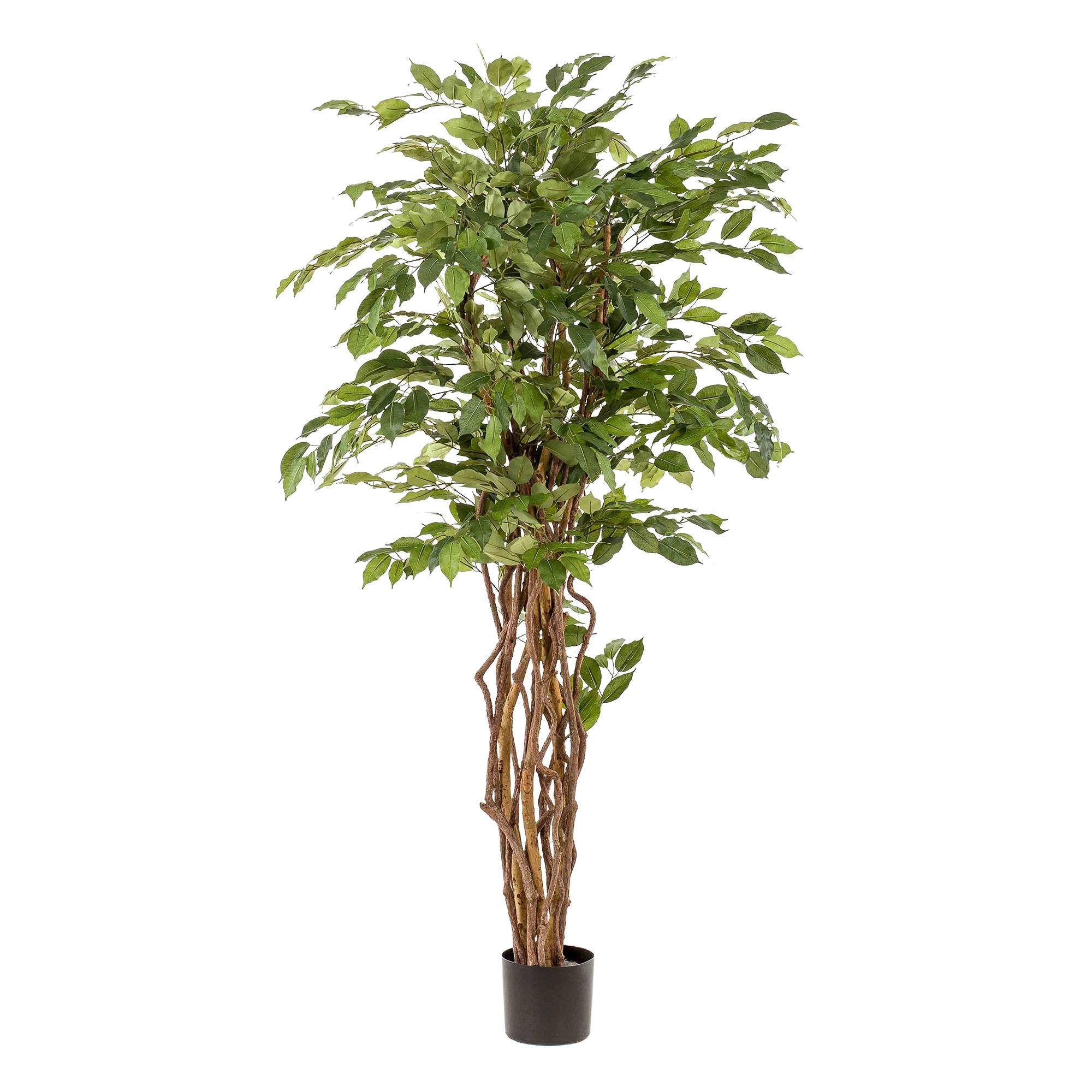 Kunstplant | Ficus Liana | ↕170 cm