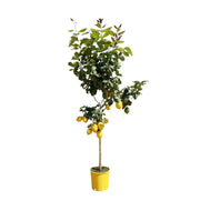 Citroenboom | ↑50 cm | Ø24 cm