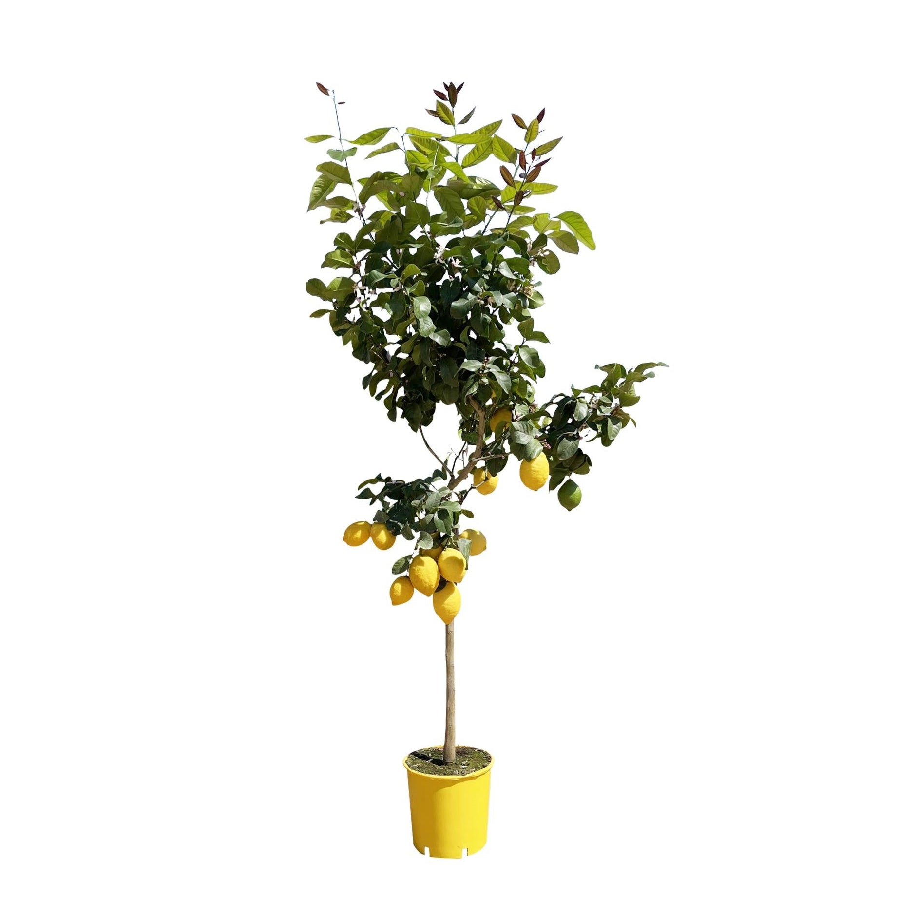 Citroenboom | ↑50 cm | Ø24 cm