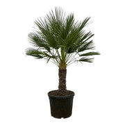 Chamaerops Humilis Op Stam | ↕150 cm | Ø45 cm