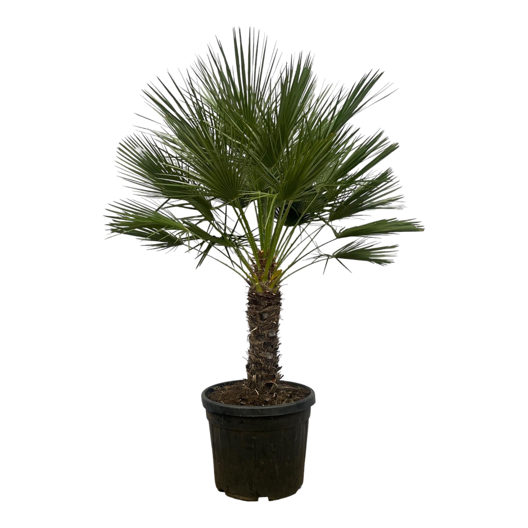 Chamaerops Humilis Op Stam | ↕150 cm | Ø45 cm
