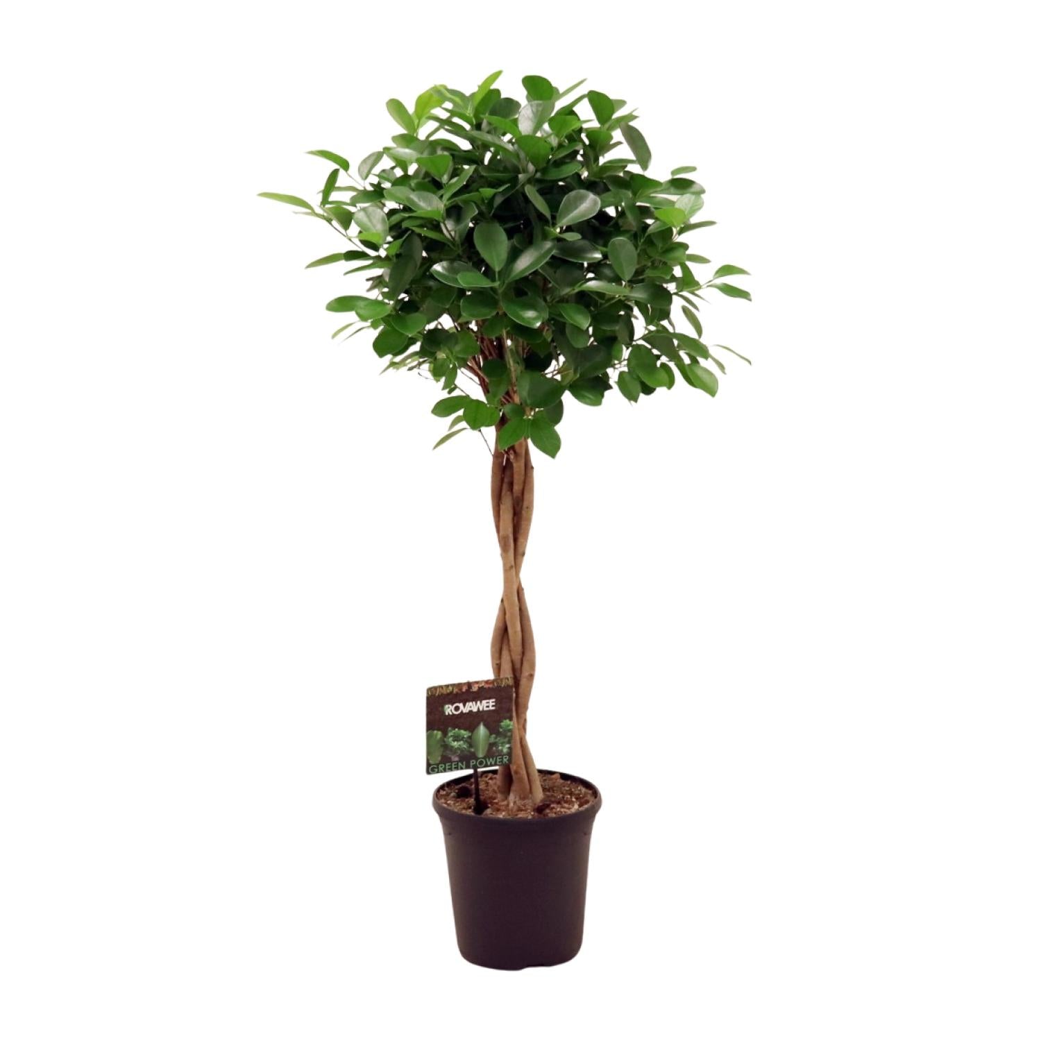 Ficus Microcarpa Moclame | ↕110 cm | Ø23 cm