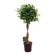 Ficus Microcarpa Moclame | ↕110 cm | Ø23 cm