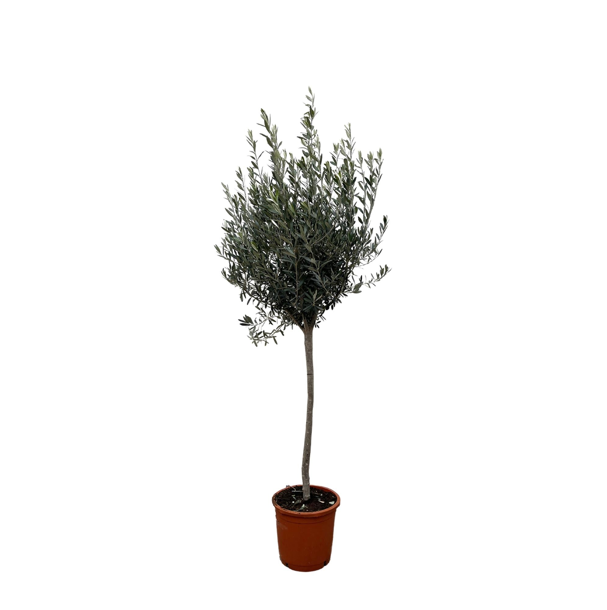 Olea Europaea | ↕160 cm | Ø24 cm