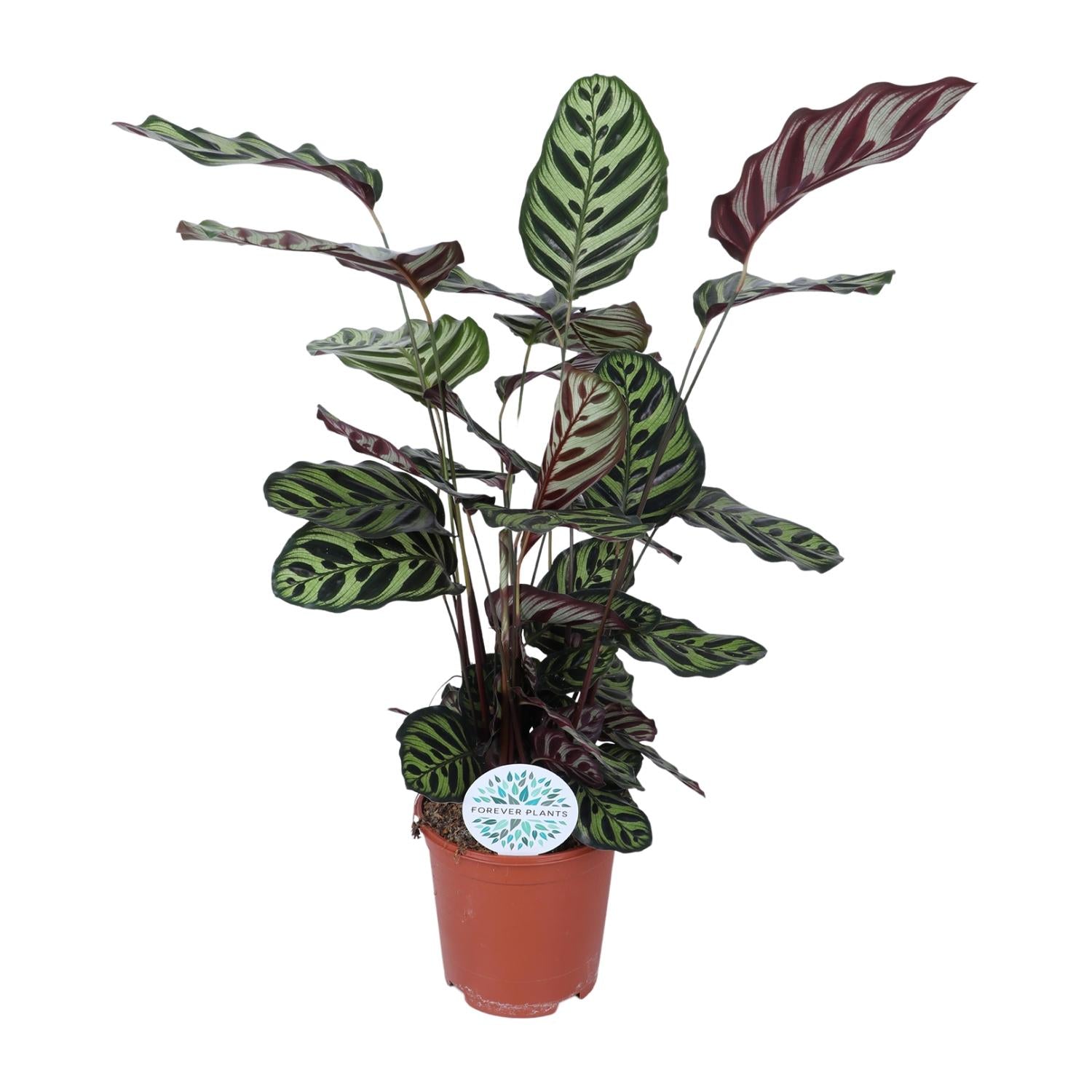 Calathea Makoyana | ↕70cm | Ø21 cm