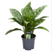 Aglaonema Green Lady | ↑60 cm | Ø 17 cm