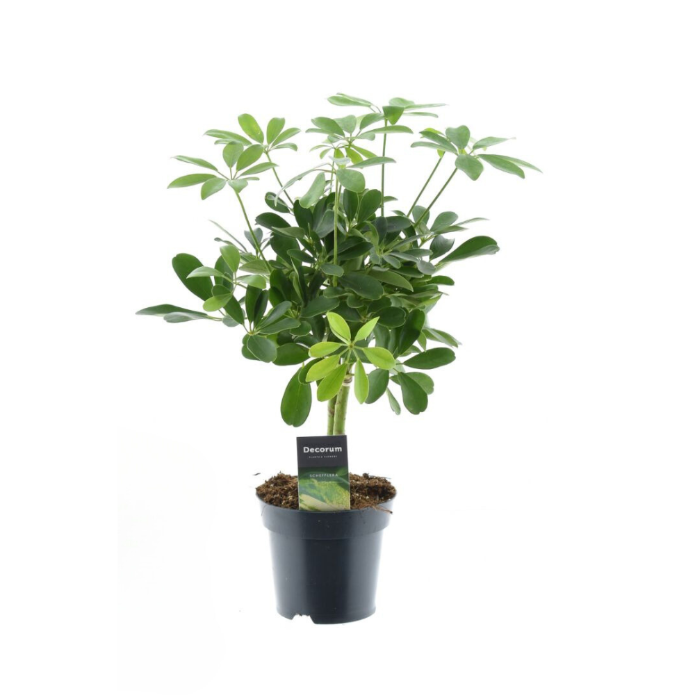 Schefflera Compacta Nora | ↕50 cm | Ø14 cm