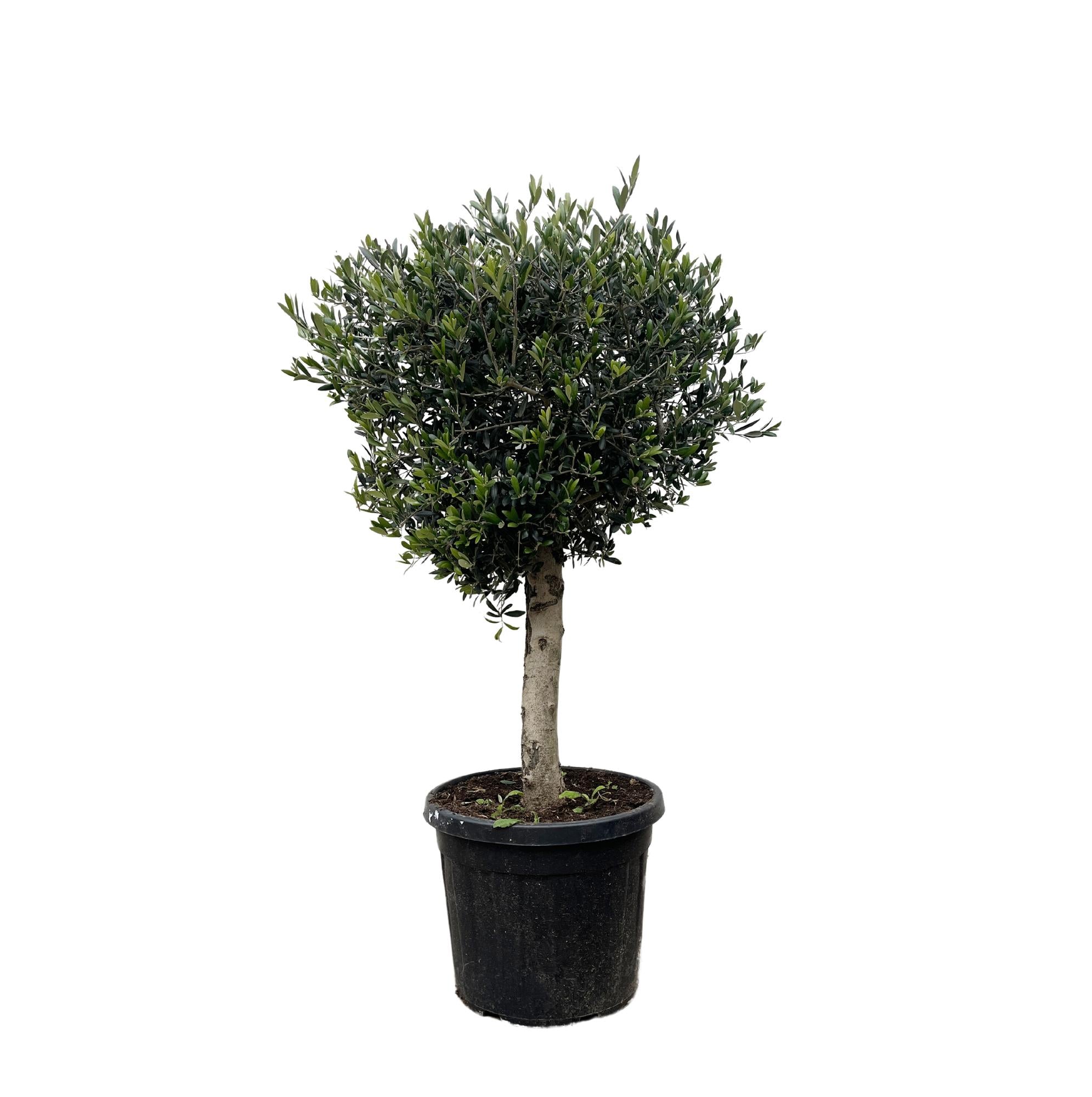 Olea Europaea Lorc | ↕180 cm | Ø50 cm