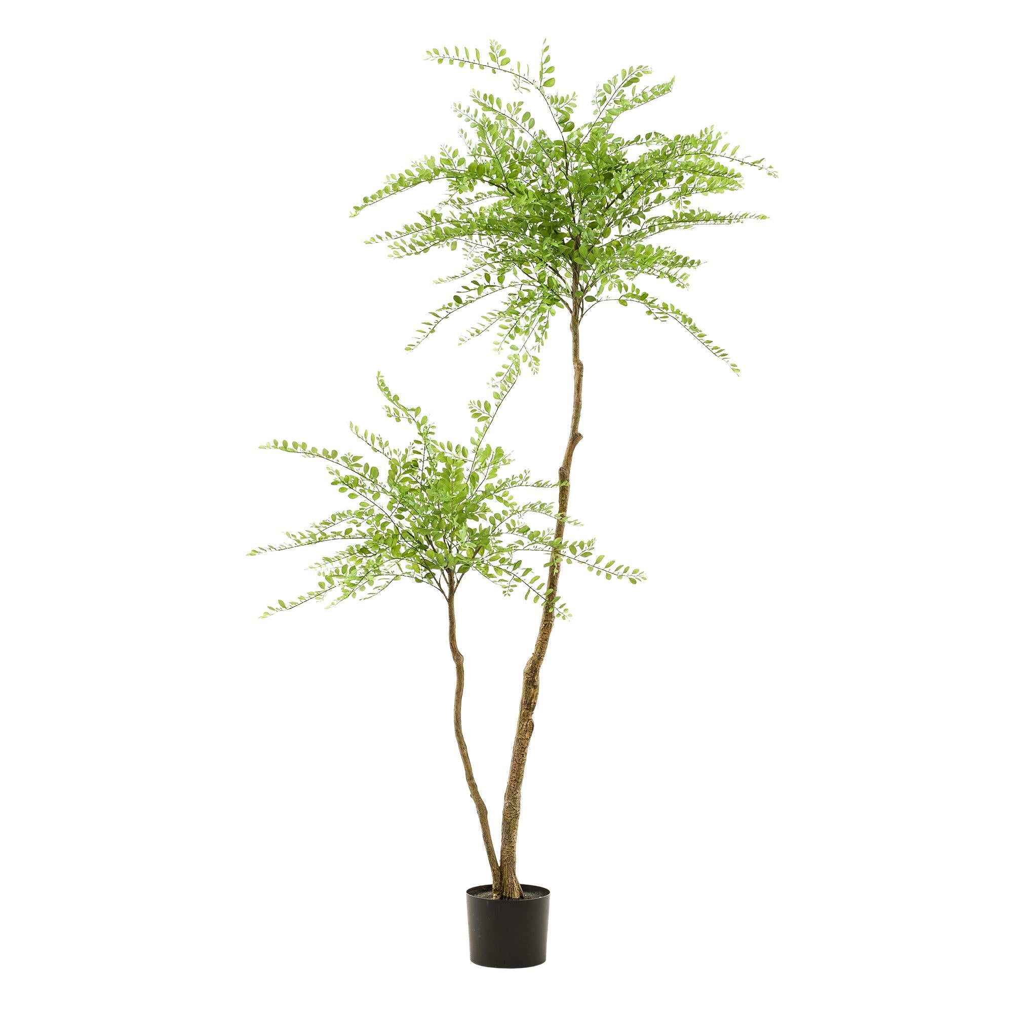 Kunstplant | Sophora Tree | ↕190 cm