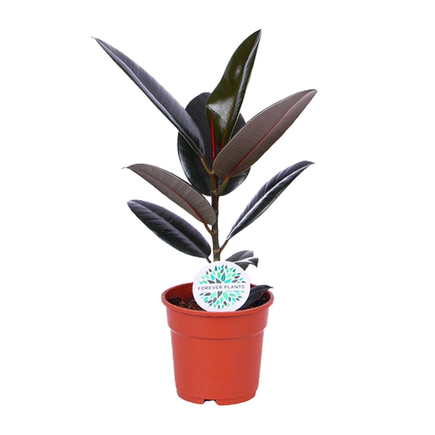 Ficus Elastica Abidjan | ↕55 cm | Ø17 cm