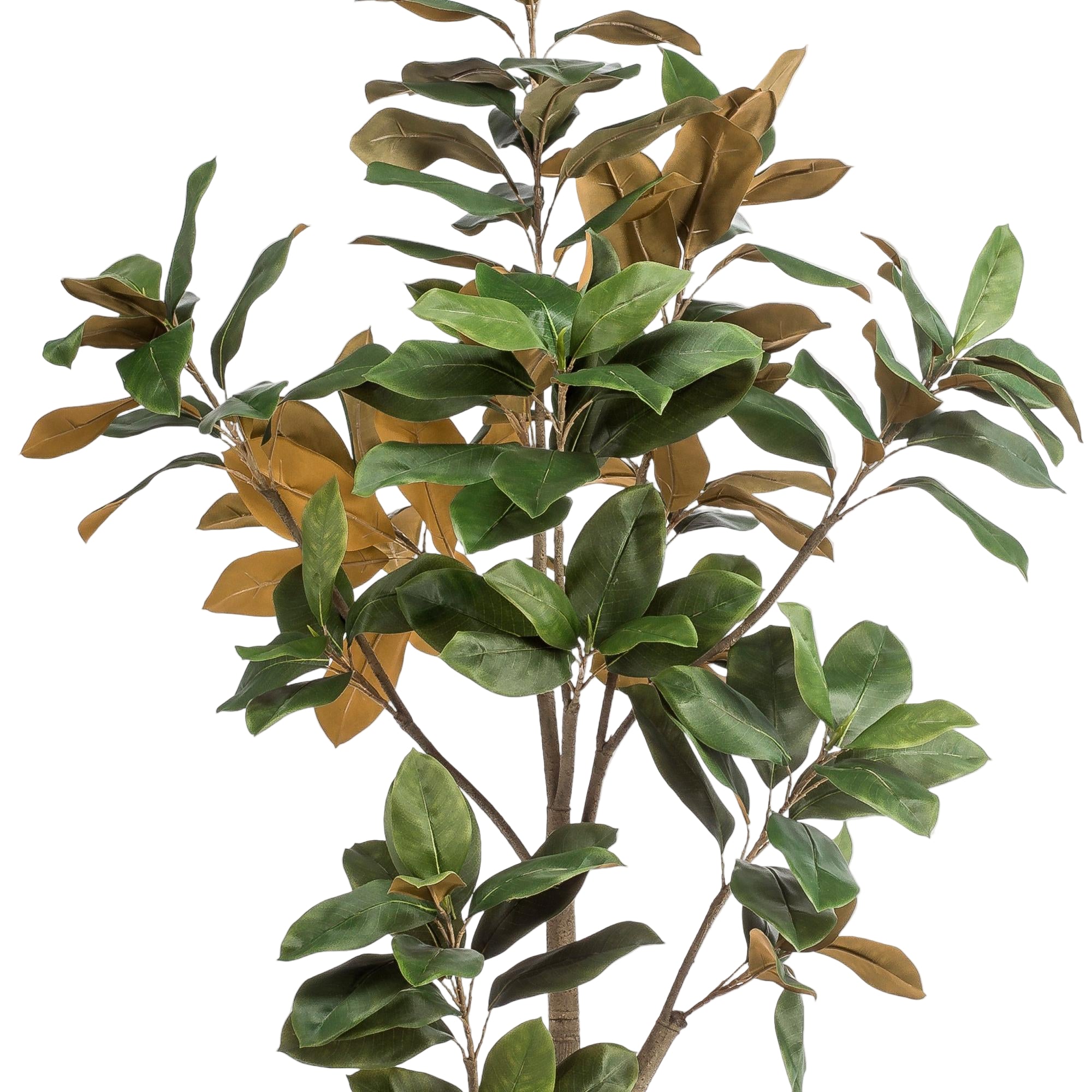 Kunstplant | Magnolia Grandiflora | ↕180 cm