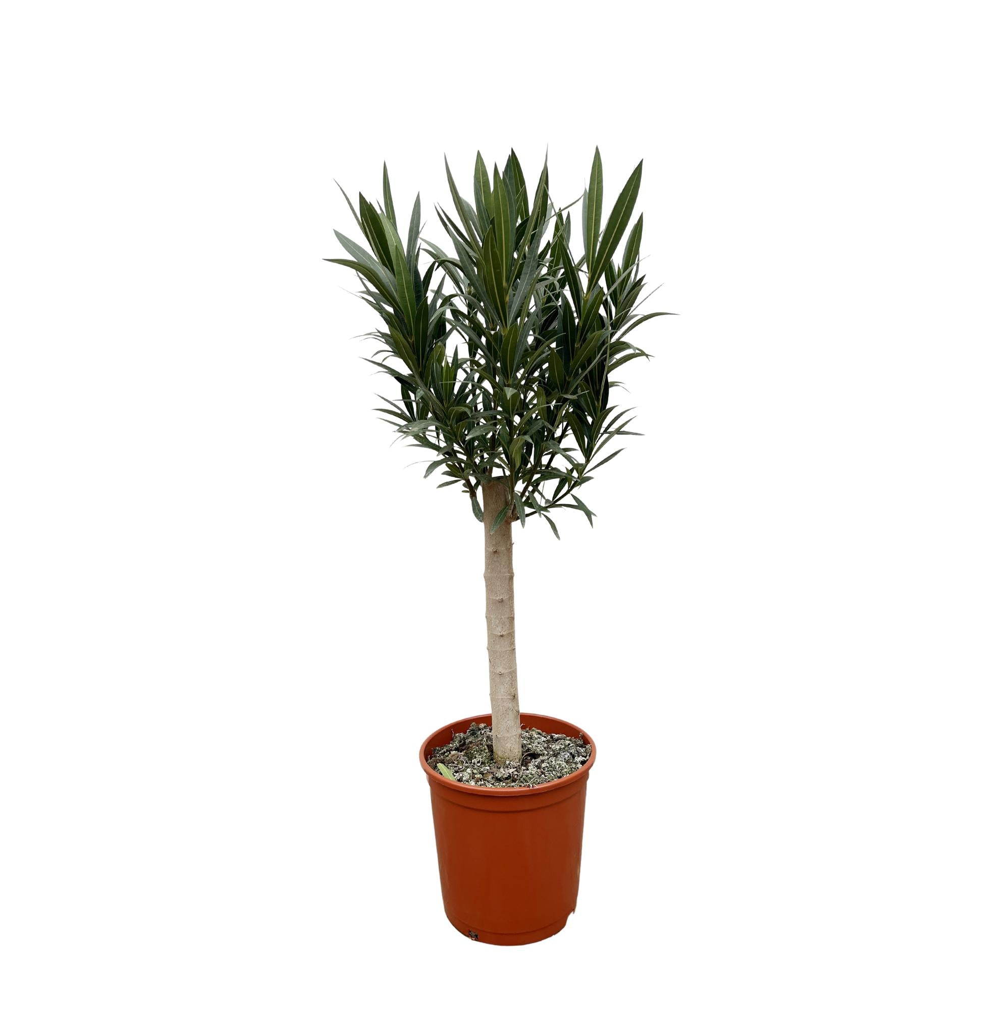 Nerium Oleander Op Stam - Rode Bloem | ↕110 cm | Ø22 cm
