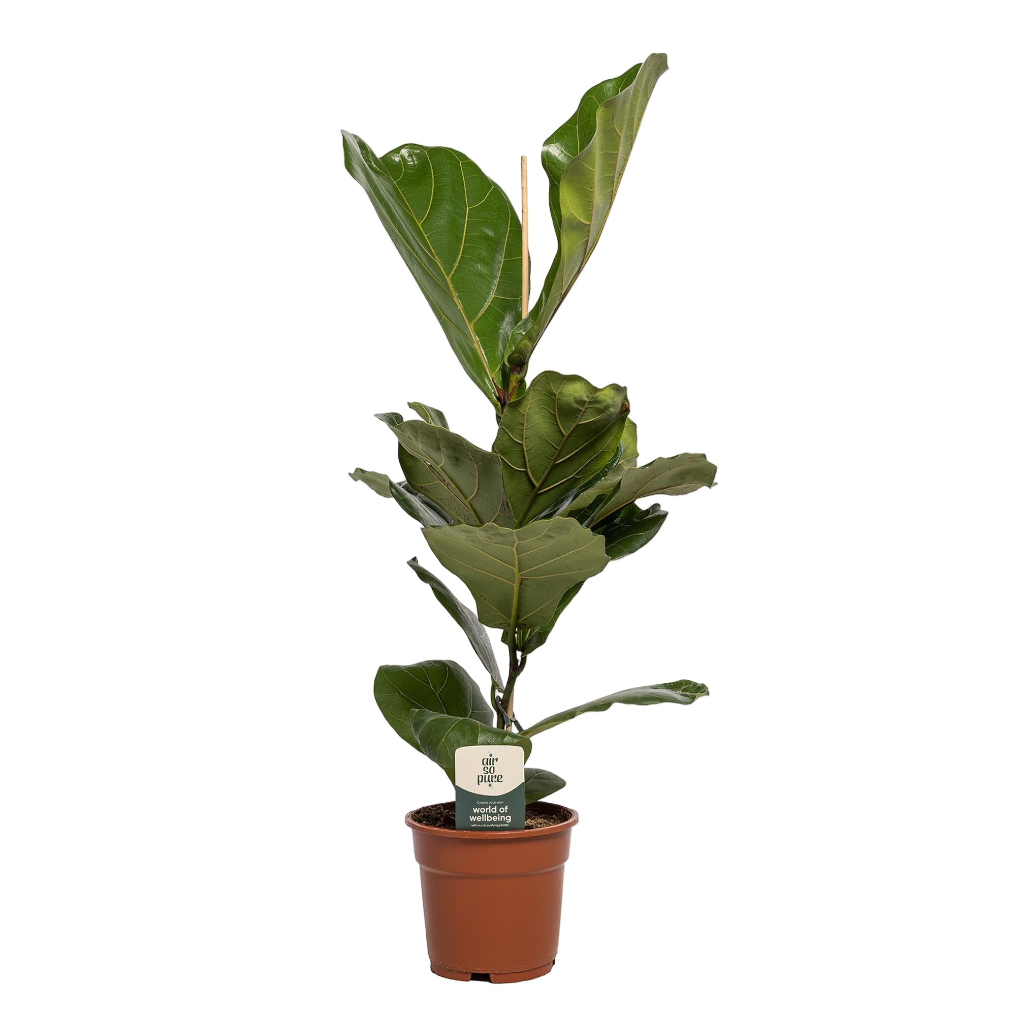 Ficus Lyrata | ↕60 cm | Ø17 cm