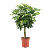 Schefflera Arboricola Gold Capella | ↕75 cm | Ø19 cm