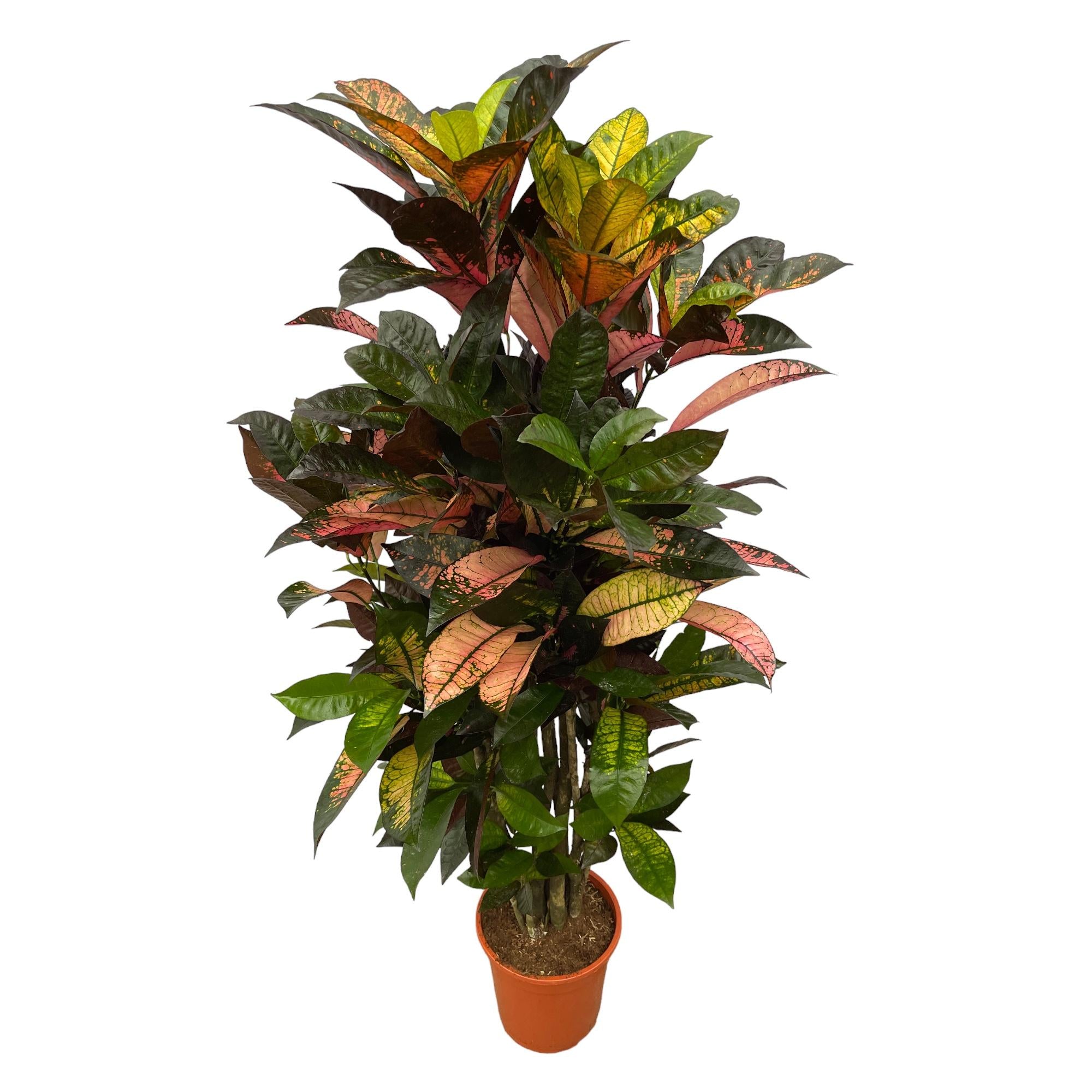 Croton Iceton vertakt | ↕120 cm | Ø24 cm
