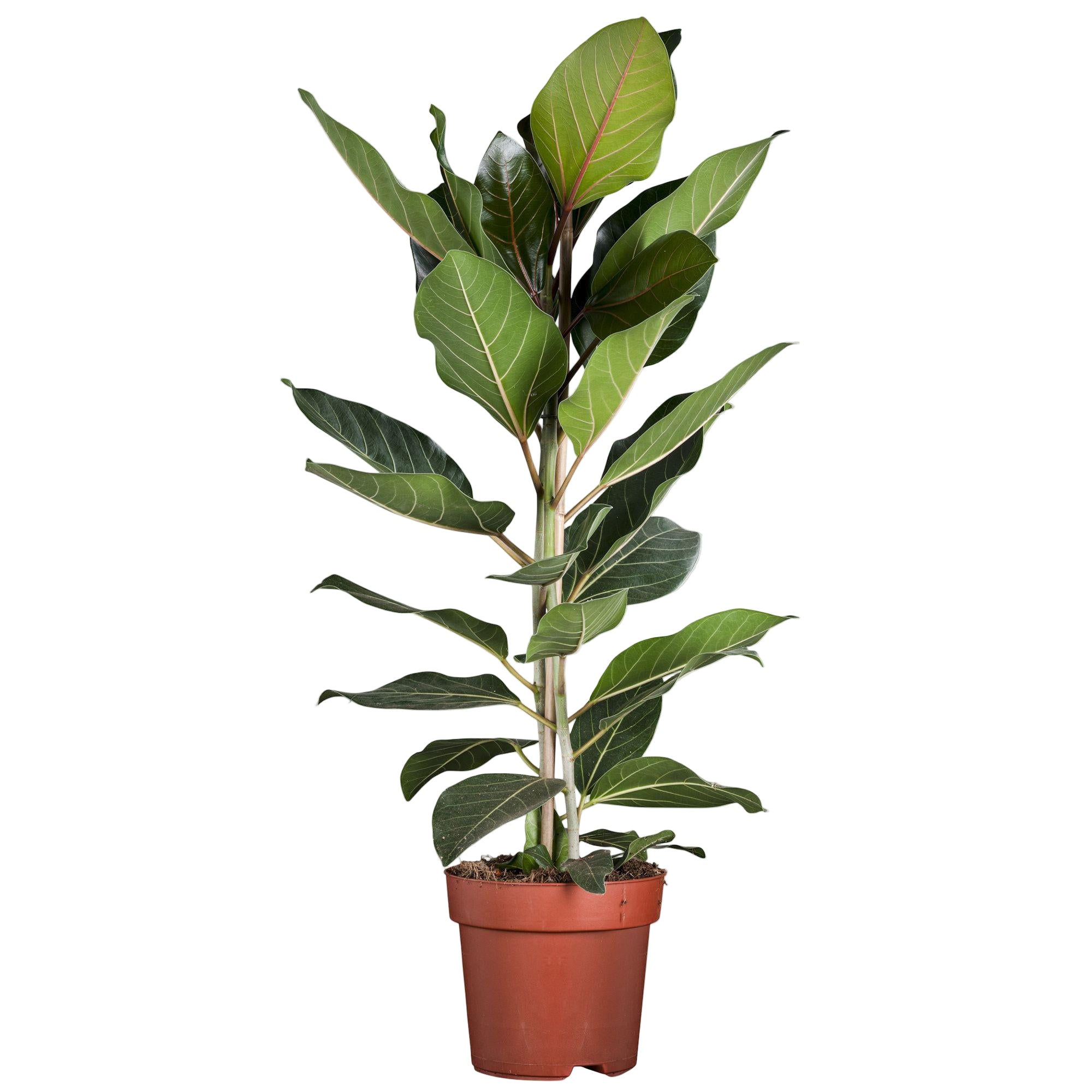 Ficus Benghalensis Joy | ↑90 cm | Ø21 cm