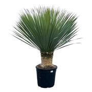Yucca Rostrata | ↕140 cm | Ø45 cm